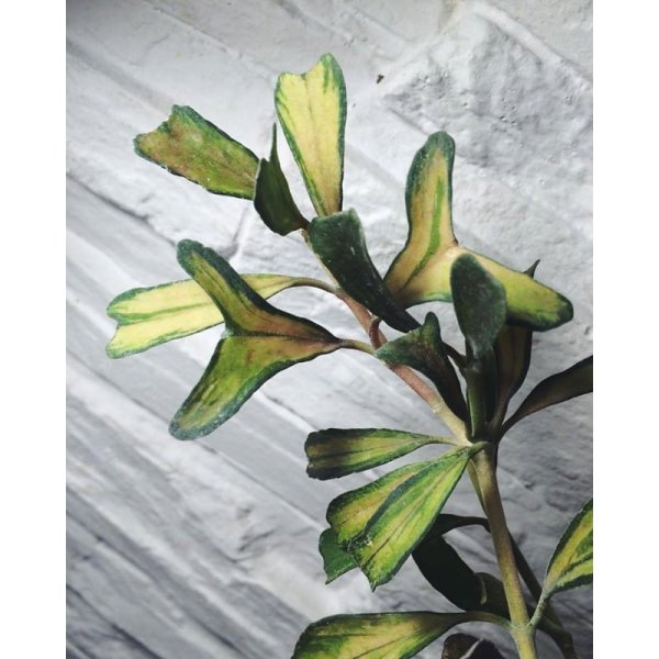 manipurensis-variegata 1