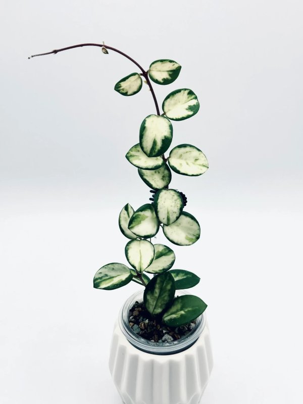 mathilde-variegata 1