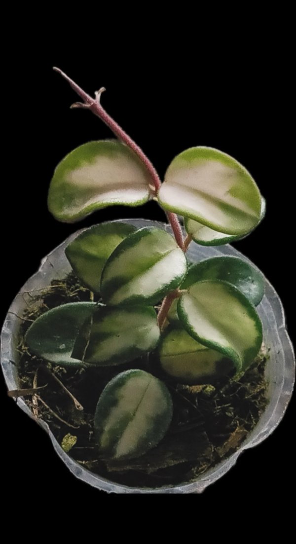 mathilde-variegata 2