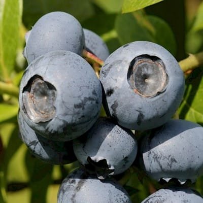 myrtille-bluecrop 1