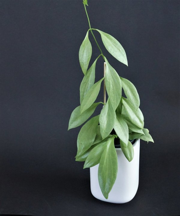 nicholsoniae-new-guinea-ghost 1