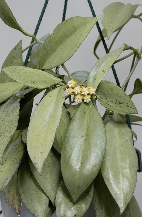 nicholsoniae-new-guinea-ghost 2