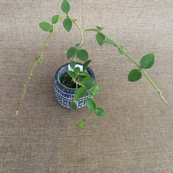 nummularoides-yellow 1