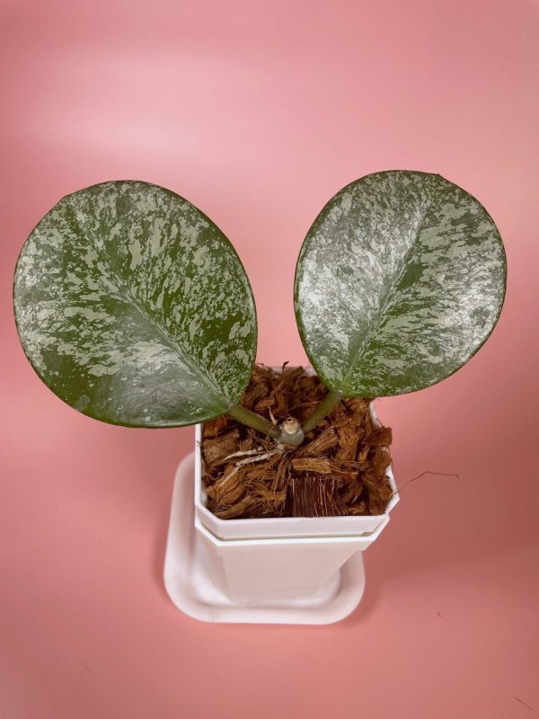 obovata-super-silver-splash 1