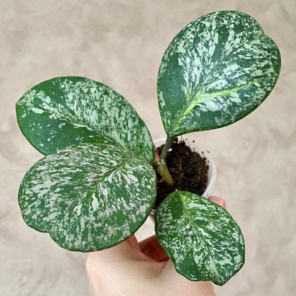 obovata-super-silver-splash 2