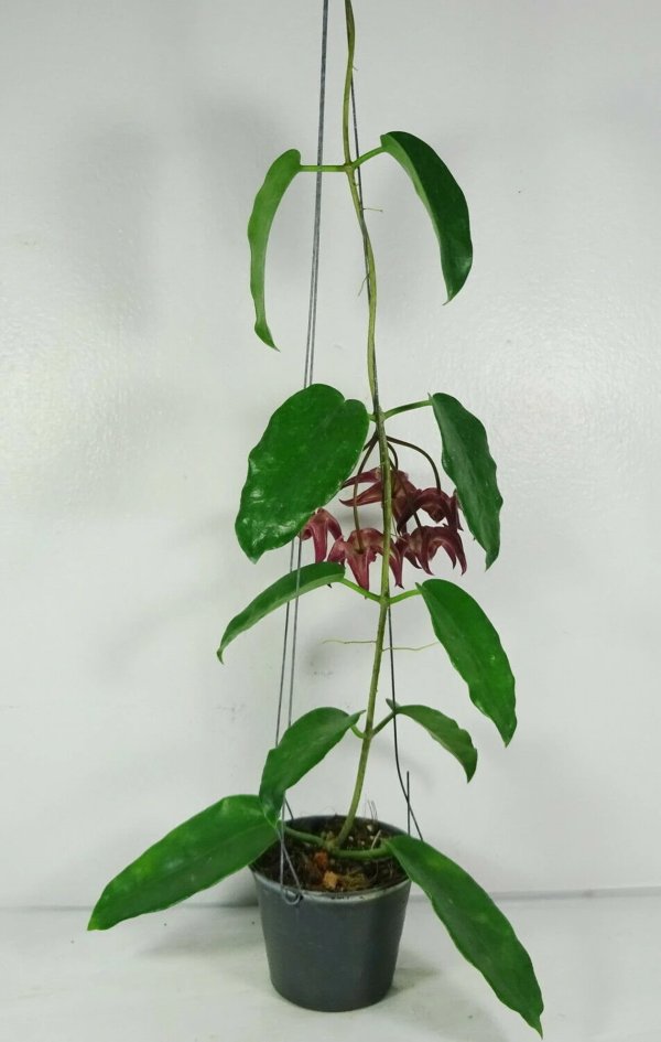 onychoides-big-corona 1