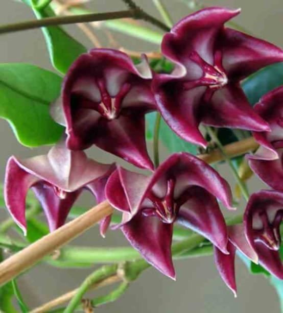 onychoides-big-corona 2