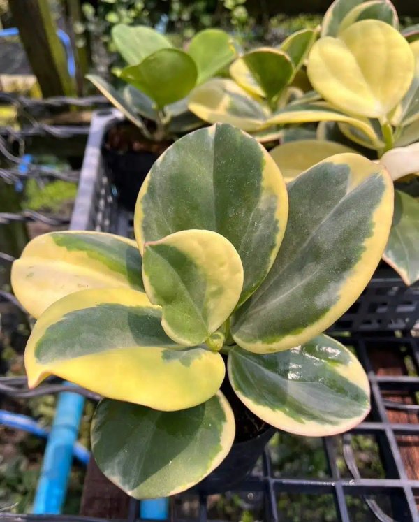 pachyclada-variegata 1