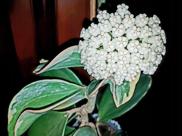 pachyclada-variegata 2