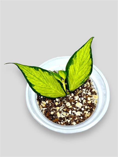 polyneura-inner-variegata 1