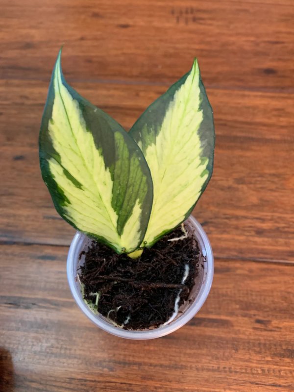 polyneura-inner-variegata 2