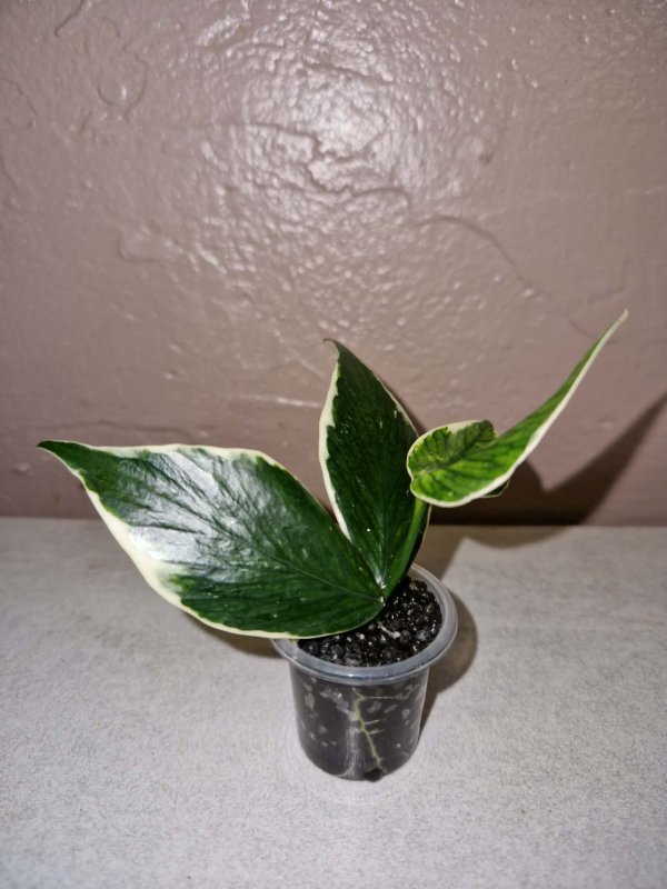 polyneura-variegata 1