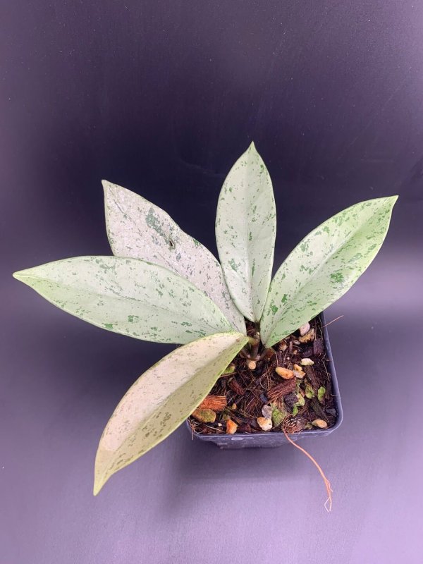 publicalyx-silver-ghost 1