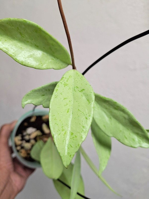 publicalyx-silver-ghost 2