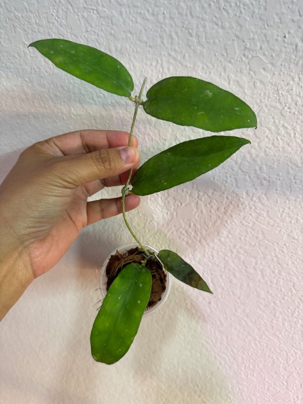 scortechinii-white 1