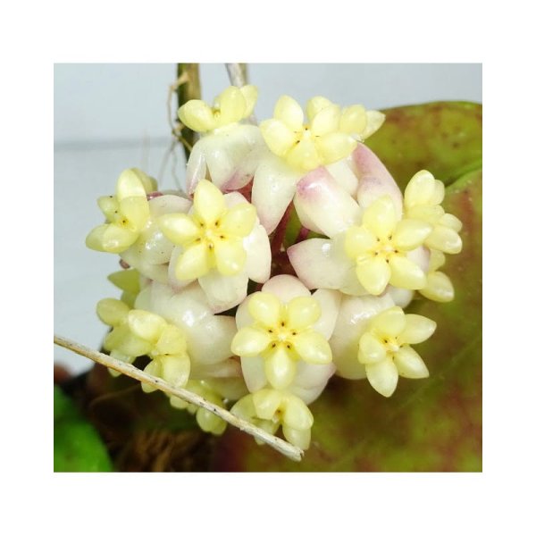 scortechinii-white 2