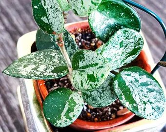 serpens-silver-splash 1