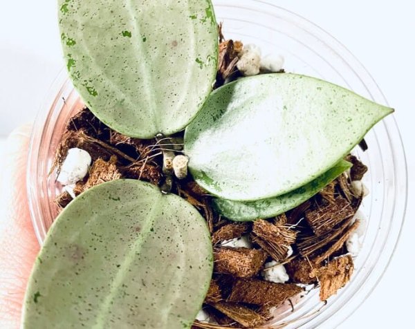 verticillata-silver-heart 2